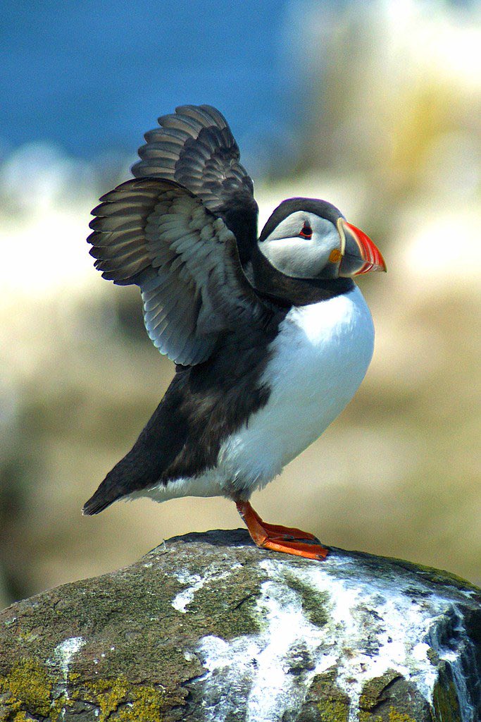 Ready to fly #puffins