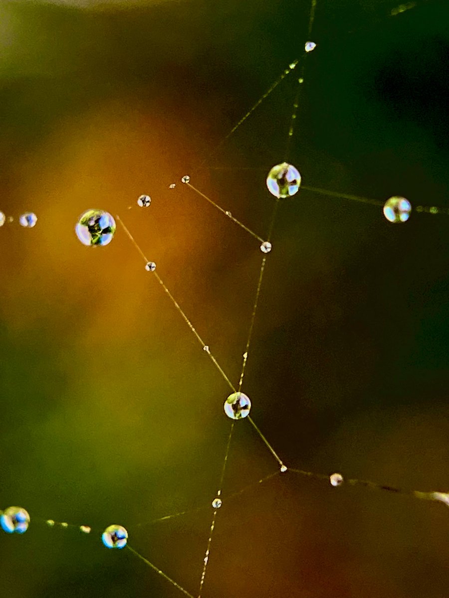 When a spiders web becomes a constellation 🕸️🌌💕#MacroMonday