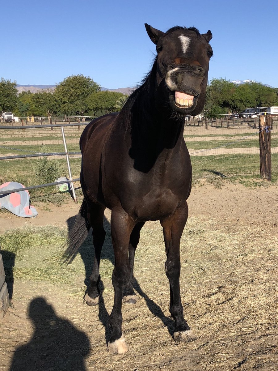 K: Sometimes humans are noisy and gassy, Nileist. Especially when bending down to pick up a fly mask you managed to cram into the bottom of the fence… No need for histrionics.