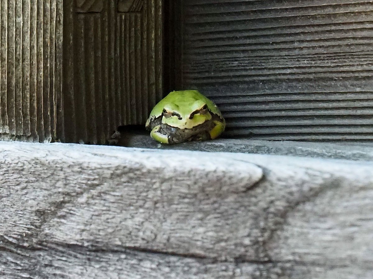 She Lives Comfortably In The Temple. She May Not Be Interested In Participating In Breeding Activities Because Of Her Advanced Age. 2024/04/16. #JapaneseTreeFrog