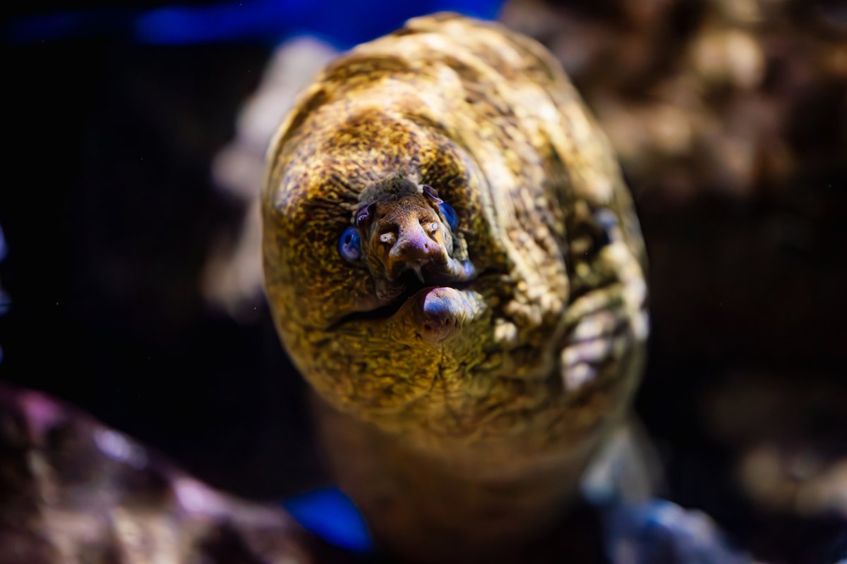 When the jaws open wide and there are more jaws inside that's a Moray #facts Moray Eels use these additional jaws — aka pharyngeal jaws — to help eat their prey whole. Their front jaws grasp their prey and their pharyngeal jaws spring forward and move it down their throat.