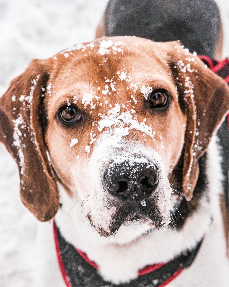 EDogStuff's tweet photo. Do you know? Beagles are known to be friendly, curious, and irresistibly adorable thanks to their floppy ears, unique coats, and pouty faces. #Funfacts #Dogs #Factsaboutdogs #Furrypets #Puppies #Happydog #Furrybabies https://t.co/CPCJmBeC9m