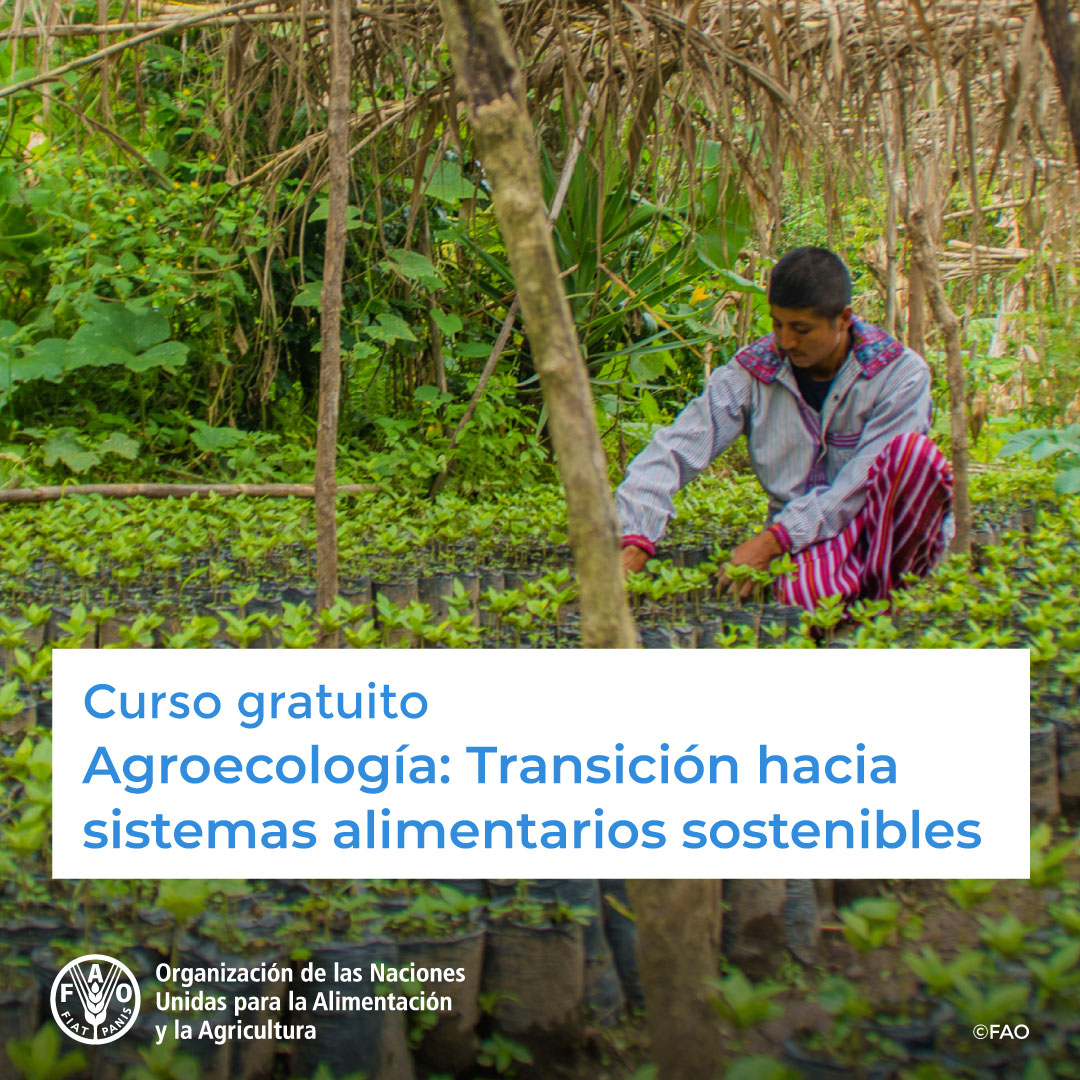 🎓 ¡Curso GRATUITO de @FAOCampus! 🍅 #Agroecologia 🌱Transición hacia #SistemasAlimentariosSostenibles Con apoyo de @soclaglobal ¡Inscríbete ahora! ➡️ bit.ly/3AEpFUV #FoodSystems #SistemasAlimentarios