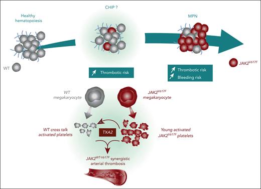 A JAK2 mutant to WT prothrombotic cross talk
ow.ly/IU0850ReqEK #thrombosisandhemostasis