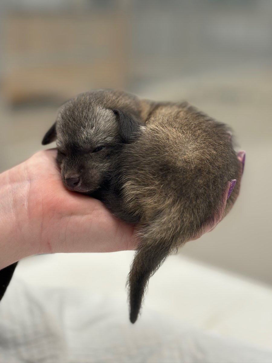 The baby bat-eared fox kit fit's perfectly in the palm of his care team's hand! Once he is older, he will be able to rotate his cup-shaped ears independently to pinpoint the exact location of prey.