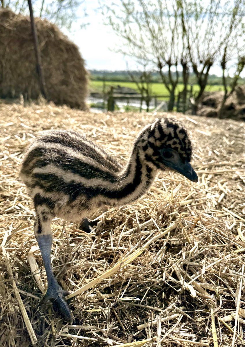 Our growing Taz. Already running at high speed and growing incredibly quickly. We’ll be seeing Taz zoomies before we know it. #caenhillcc #taztheemu #babyemu #growing #babyanimals