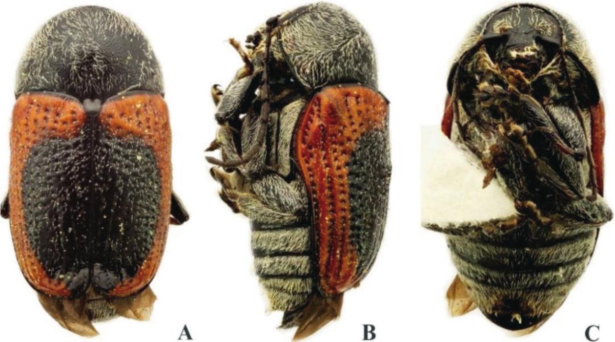 #LiteratureNotice Lucio-García et al. Seasonal Variation of the Community of #Chrysomelidae (#Coleoptera) in a Temperate Forest at Tamaulipas, Mexico. doi.org/10.3958/059.04… #Beetle #Beetles #LeafBeetles #Biodiversity #Ecology