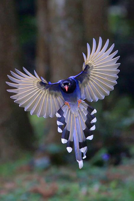 The Taiwan blue magpie is a species of bird of the crow family. Also known as “long-tailed mountain lady”, is considered a rare and valuable species and has been protected by Taiwan [📷 Su Min Du]