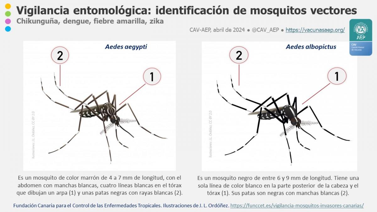 Comité Vacunas e Inmunizaciones-AEP tweet media