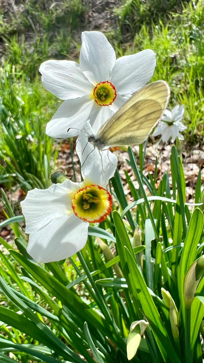 Ci siamo quasi... Primi narcisi a Carpeneto #aspettandomaggio