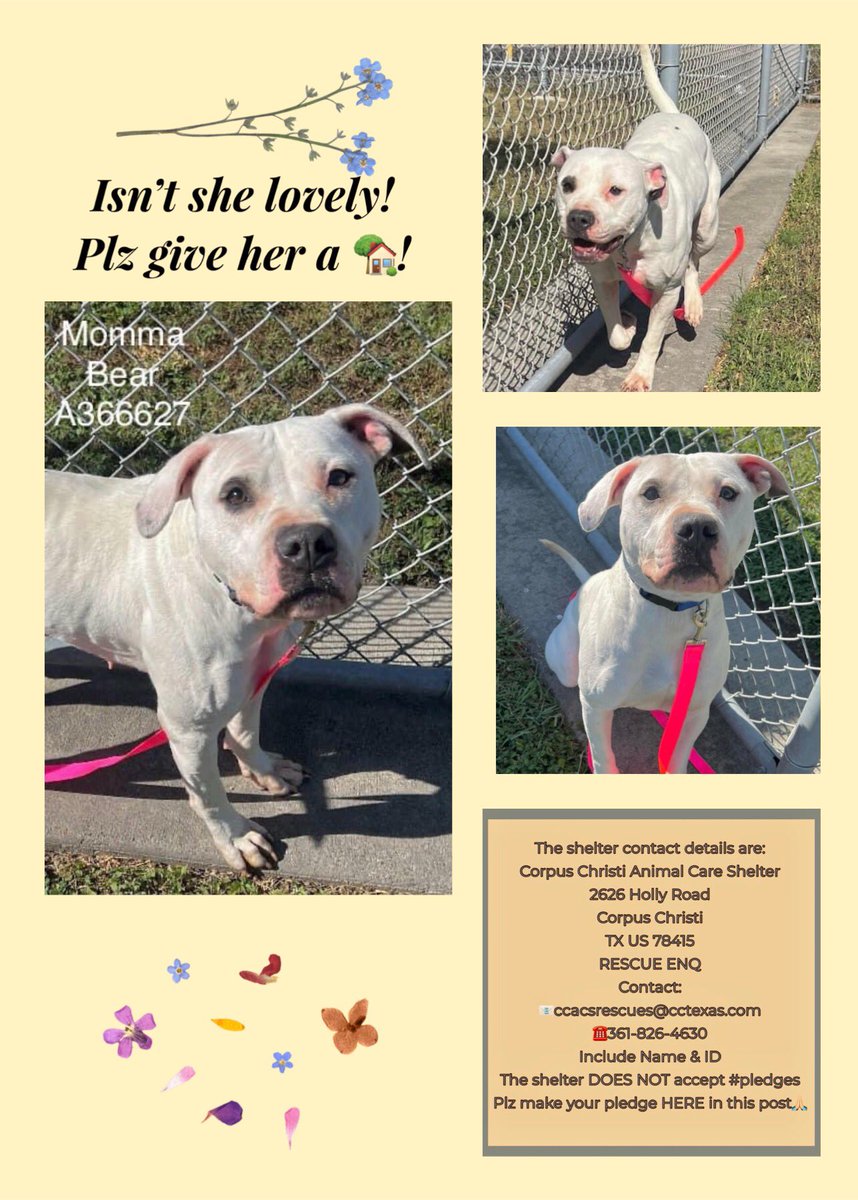 🆘I’m MOMMA BEAR #A366627 4 yo PB terrier mix begging 2 be saved!
If not, Corpus Christi ACS will put me down💉on 4/22‼️
Friendly with 👩🏻‍🤝‍👨🏽👫 but anxious here. I need out!
PLZ PLEDGE 4 #RESCUE
#FOSTER
#ADOPT & show me the ❤️ I deserve!🙏
