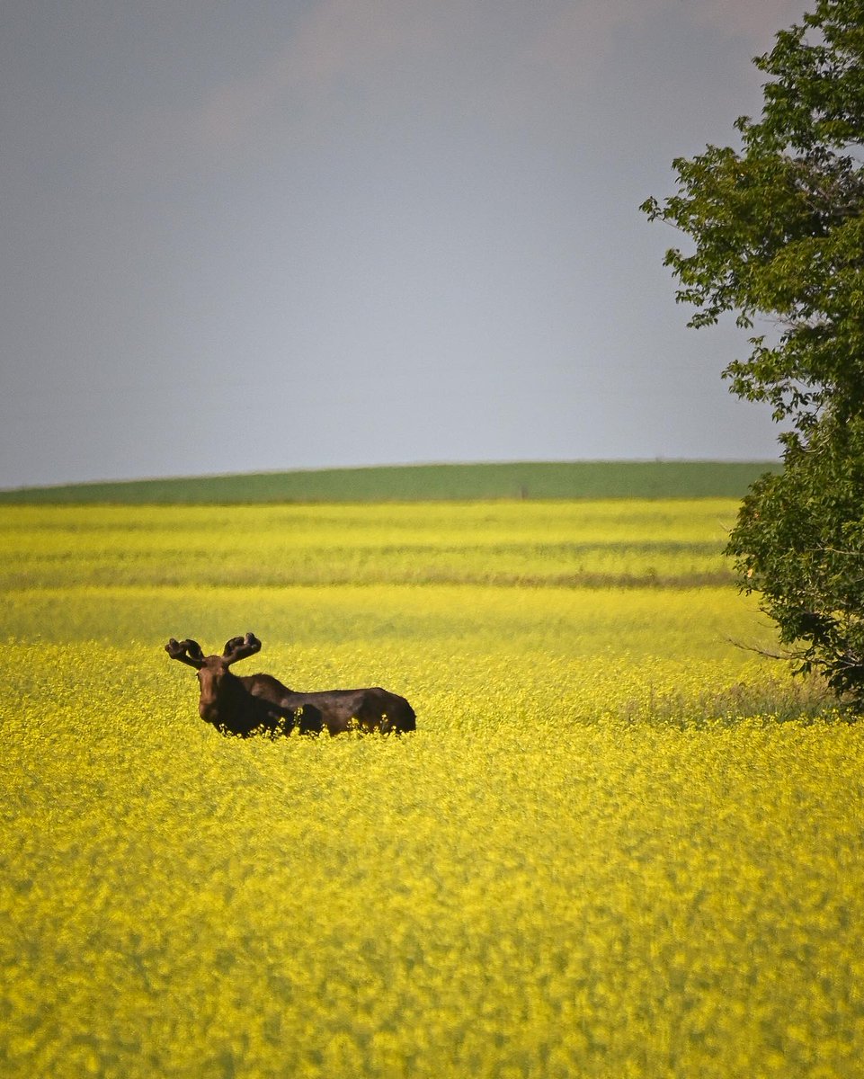 Just North Dakota sights... 📷: @clint_claridge 📍: Williston, ND