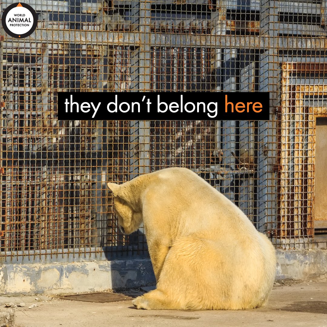 Polar bears are far-ranging predators. Captivity is immense cruelty to them. 💔