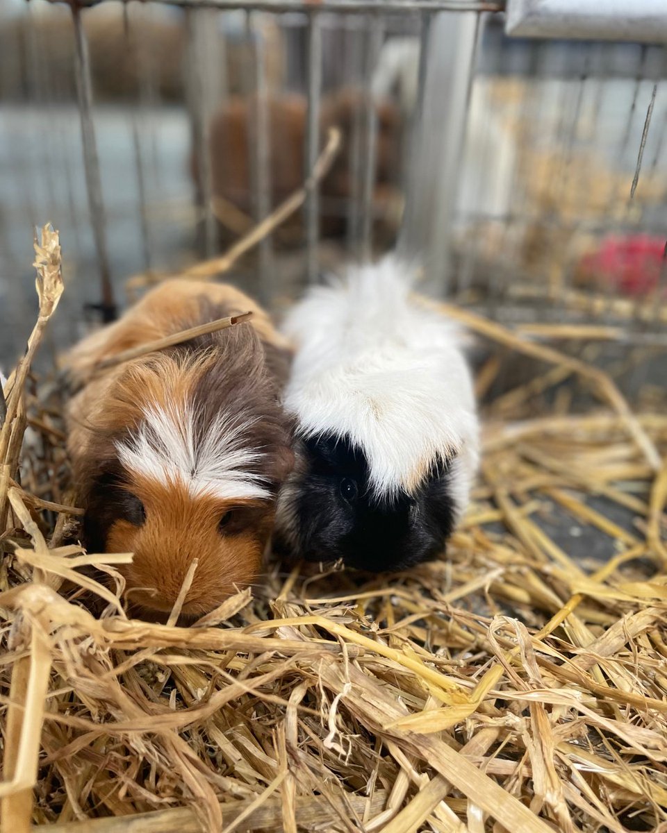 Kidz Farm are BACK for Stress Awareness Month! 🦎 Think fluffy bunnies, cute little goat kids - and the odd spider or snake (if you’re brave enough!) Find out more here uusu.org/ents/event/402…