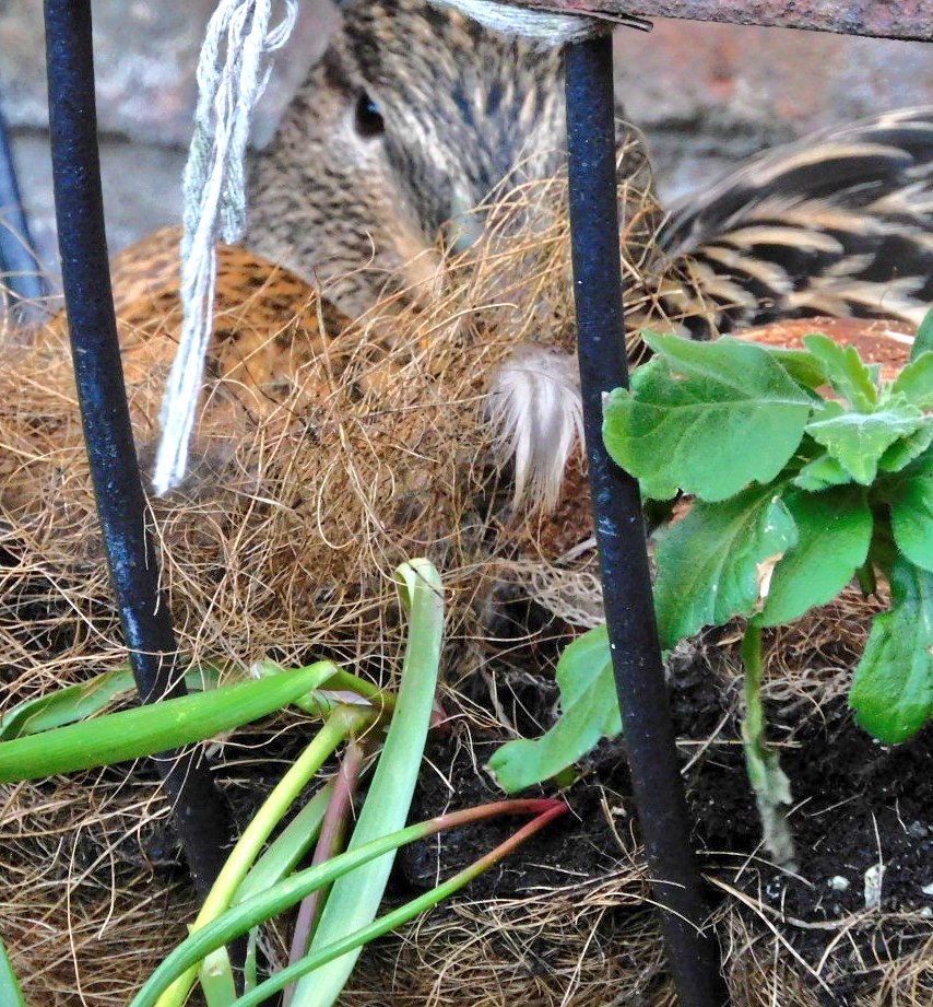 here's today's unsolicited duck pic to make up for my wittering 😘🦆🦆 not convinced she's enjoying the april weather that much 😬🥰🦆 #jemimapubbleduck