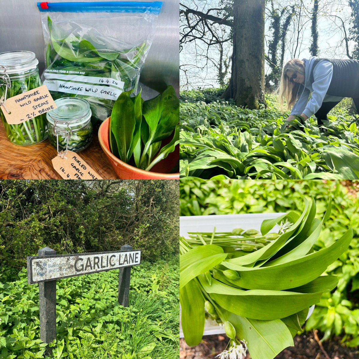 Hidden Hampshire gem at the end of my road 🌱 made a lovely chicken, chestnut mushroom and wild garlic pie 🥧 #wildgarlic #forage #eattheseason