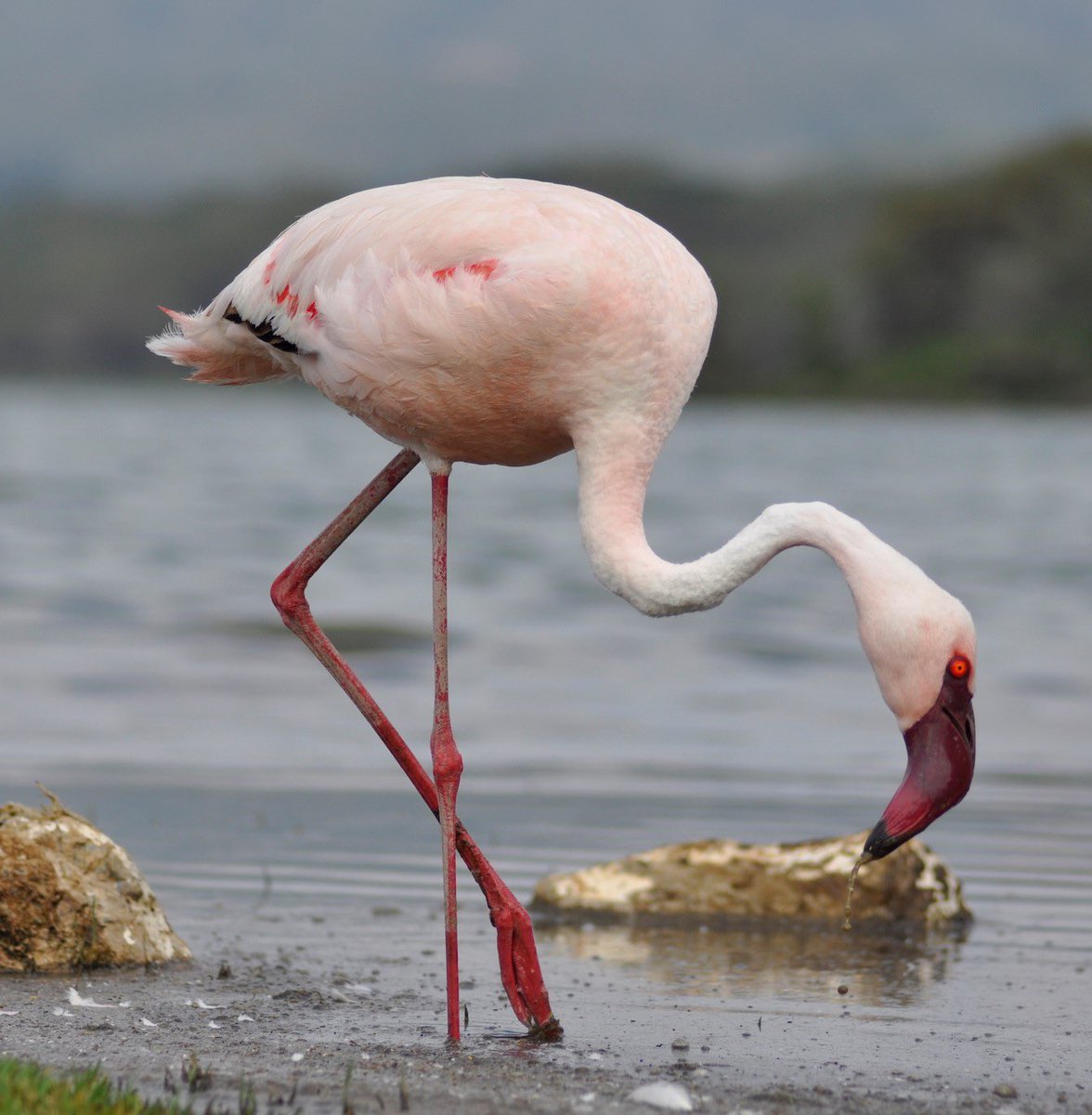 Rising lake levels in East Africa threaten more than three quarters of the world’s lesser flamingos