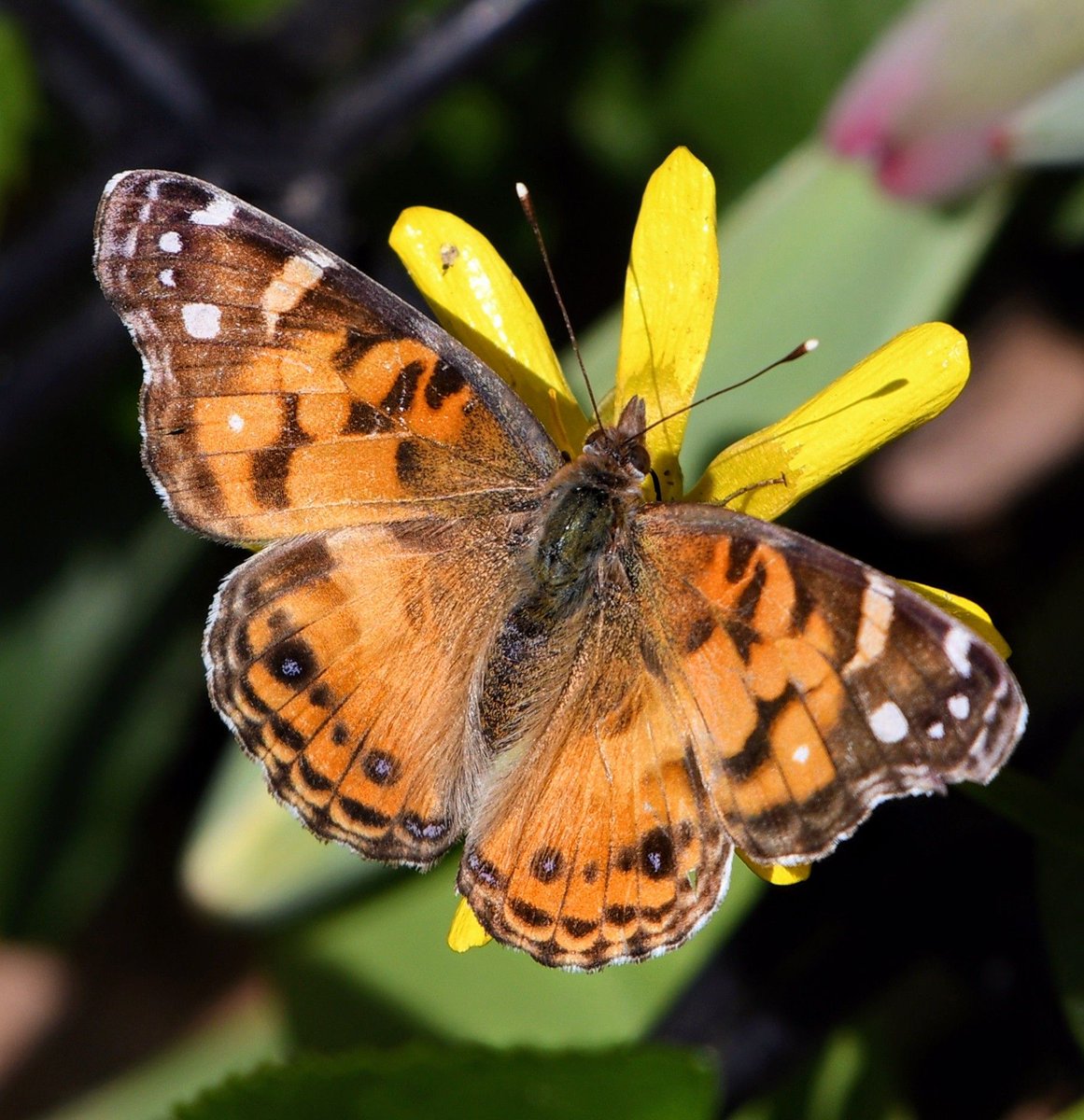 Our first butterfly of the year today, this American Lady at Hernshead in Central Park.