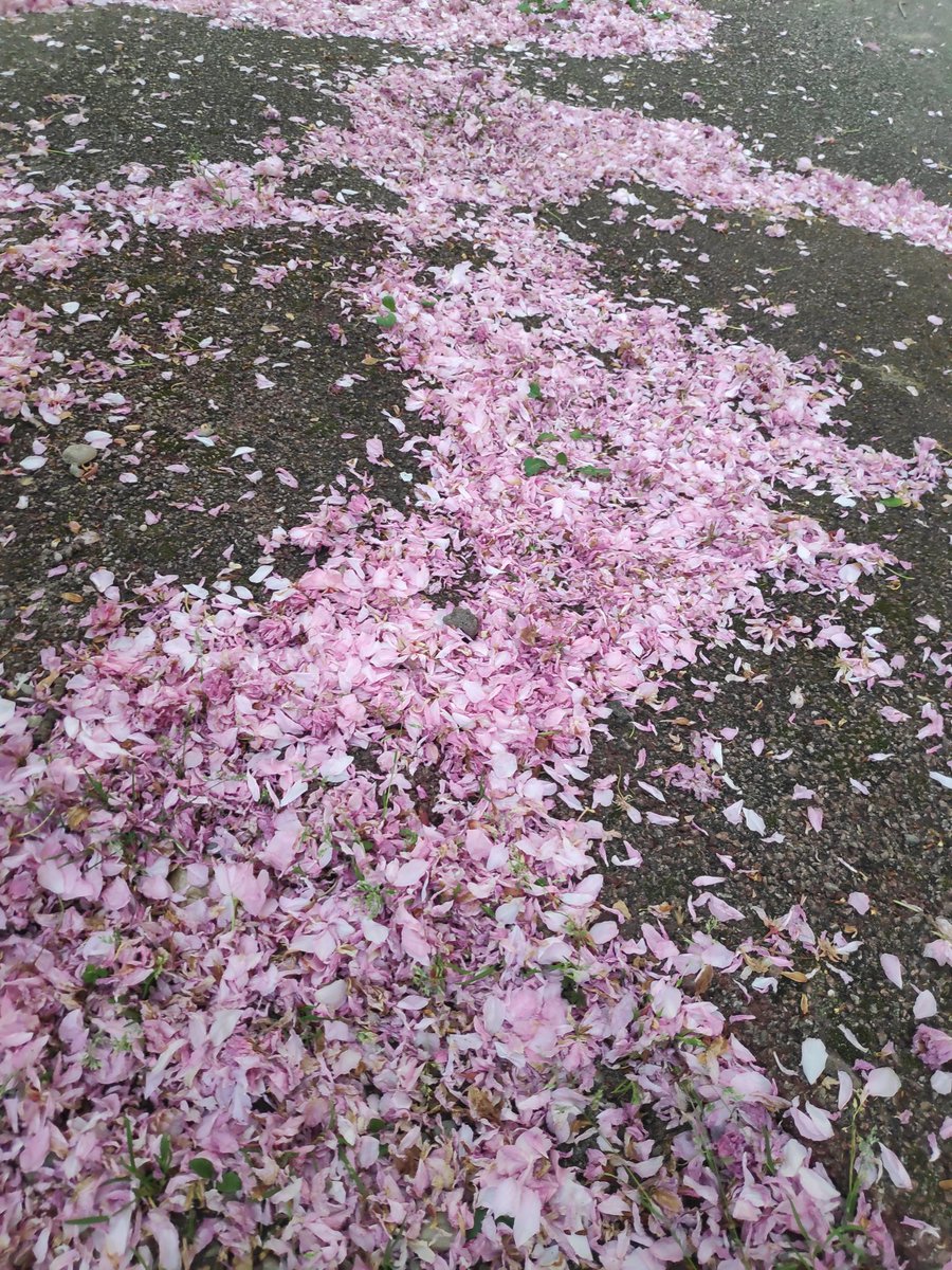 @CleHFr Oui, c'était magnifique... Je crois même qu'ils ont soufflé les pétales roses sous les cerisiers du Japon...! 
Ma fille ne pourra plus souffler (=bouffer😂) les pissenlits ou cueillir des pâquerettes mais bon, il reste des fleurs plantées et ça reste du vert agréable