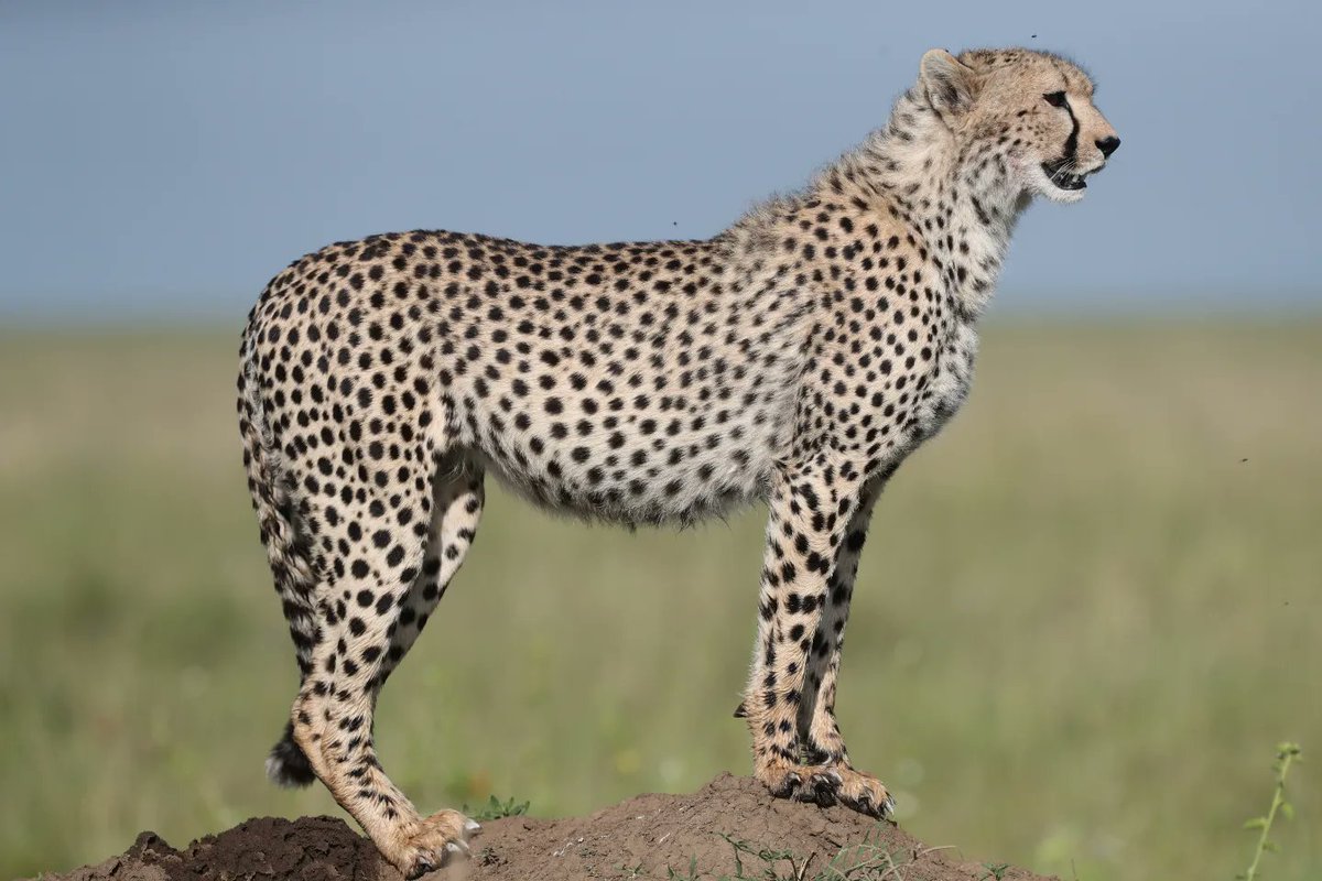 In the silence of the savannah, Matilda and her cub share a bond that speaks volumes #cheetahswemonitor @AnneWHilborn @hmk_oneill @OfficialZSL @SarahMDurant @CCIAfrica @denzminja271 @MunisiKelvin