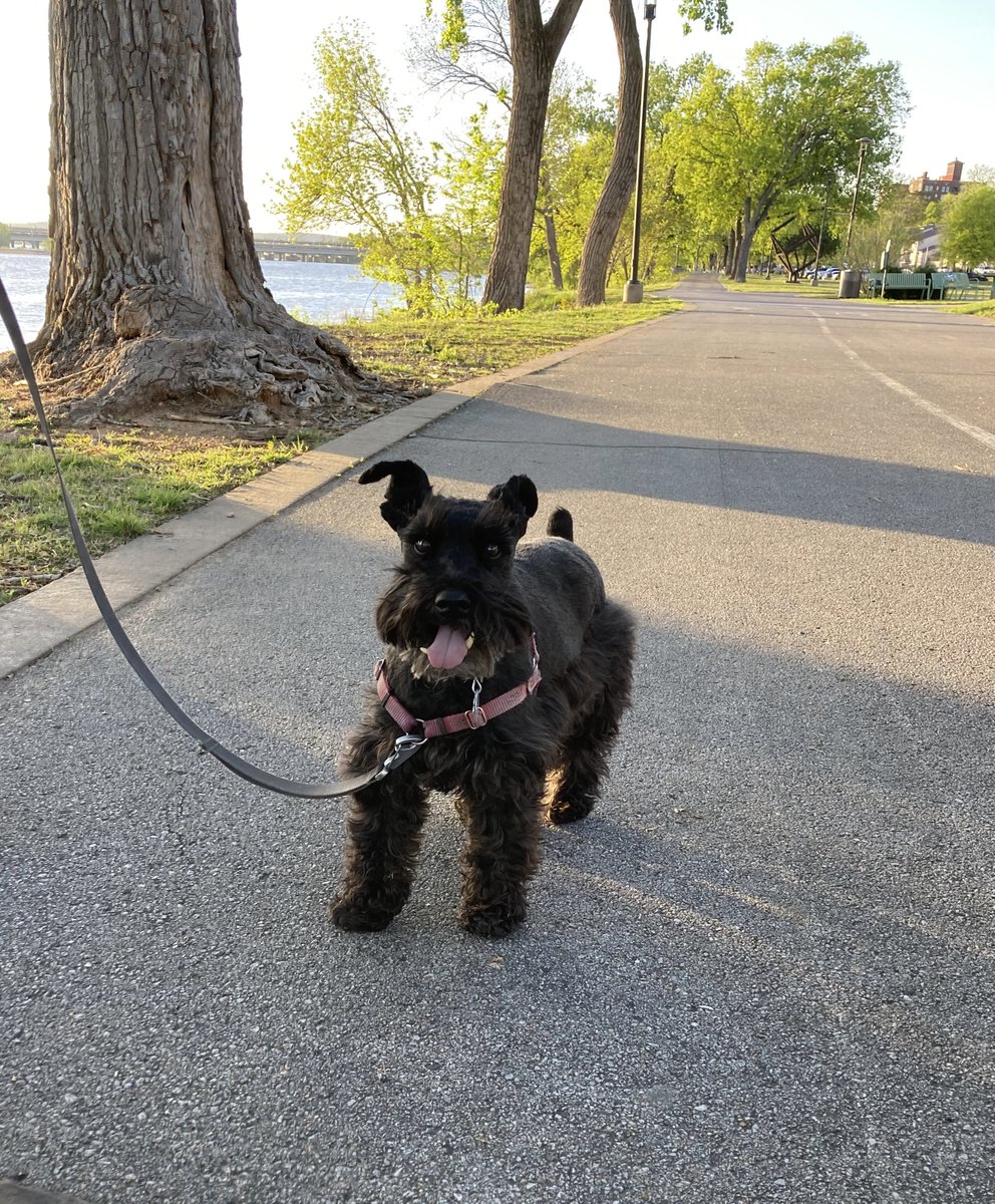 What I see when I run: Friday's run at River Parks was 77 degrees. This is Blue, a miniature schnauzer from Denver, who was visiting Tulsa.