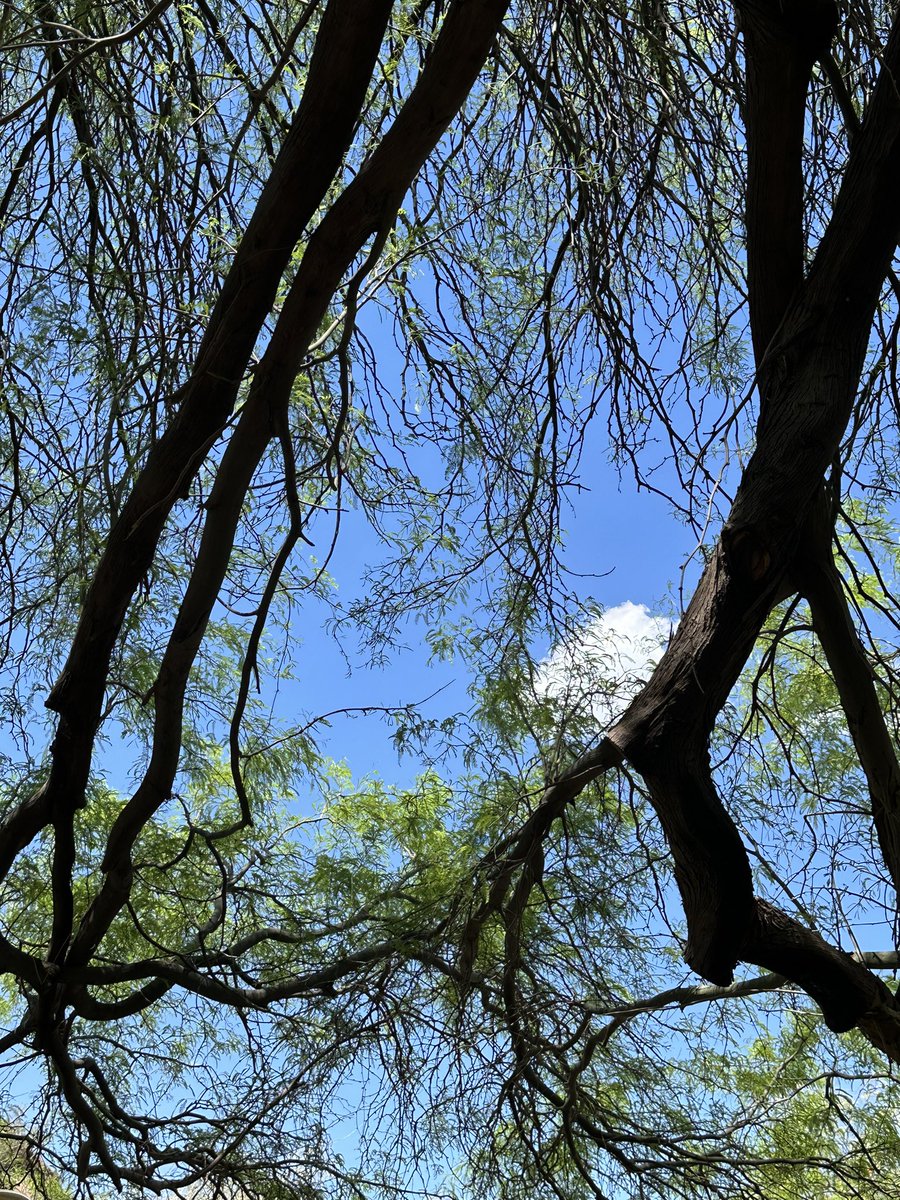 Desert Botanical Garden, Phoenix, AZ, right now.