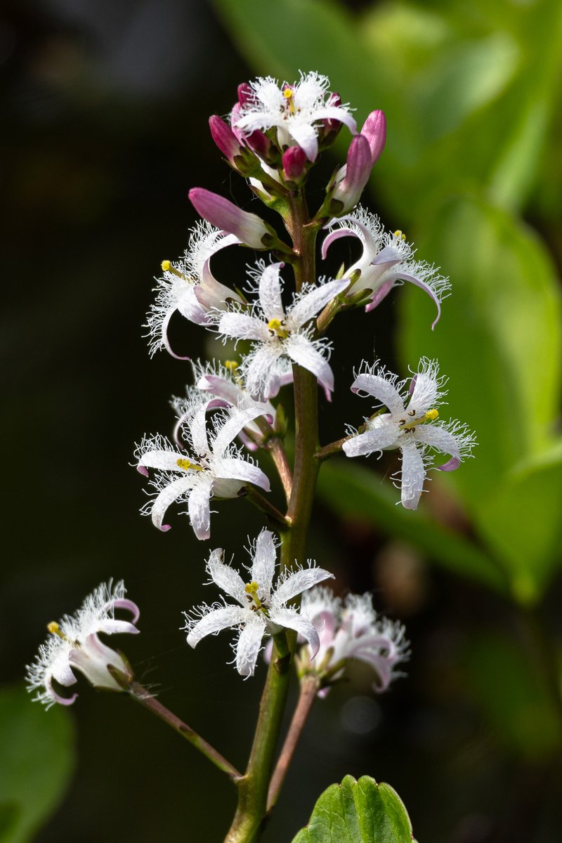 Bogbean is a species I rarely see - the only native population near Peterborough is inside the security fences of RAF Wittering. This beauty was seen in Brandon Country Park lake, which also had two large Red-eared Terrapins! Rather late for #wildflowerhour @BSBIbotany