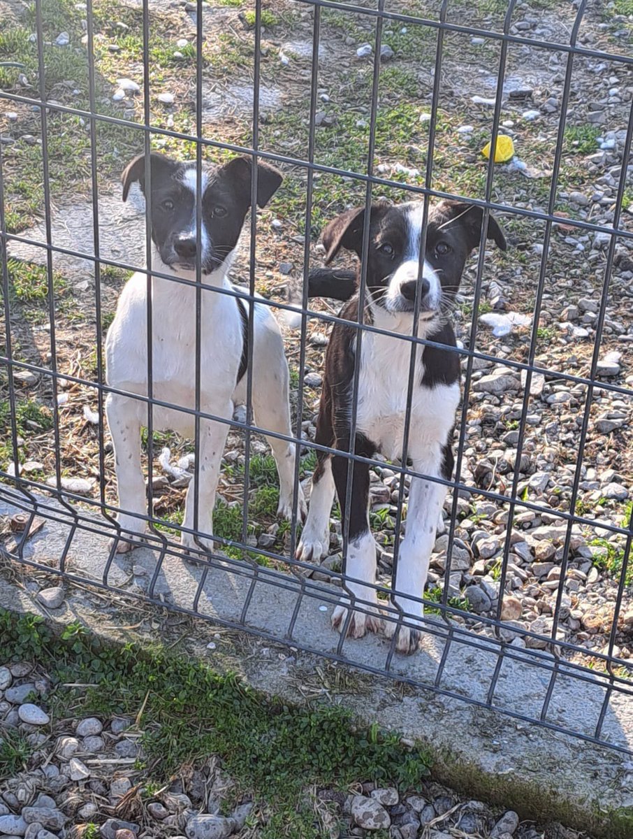 🌟Urgent foster/adopt homes needed for Lizzy & Seren (together or separately) 🌟 Could you help? Fostering is FREE 🙏 They are 5 months old & can live with other dogs 🐶 Please get in touch 💌 dnvsaveanimals.com #k9hour #teamzay #AdoptDontShop #FostersSaveLives