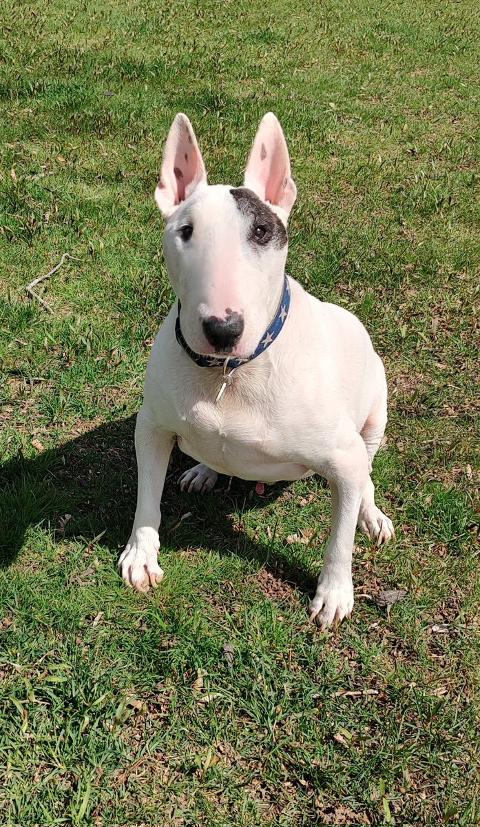 Hey, the #Sun finally came out! #Sunnyday #Dogs #Spring