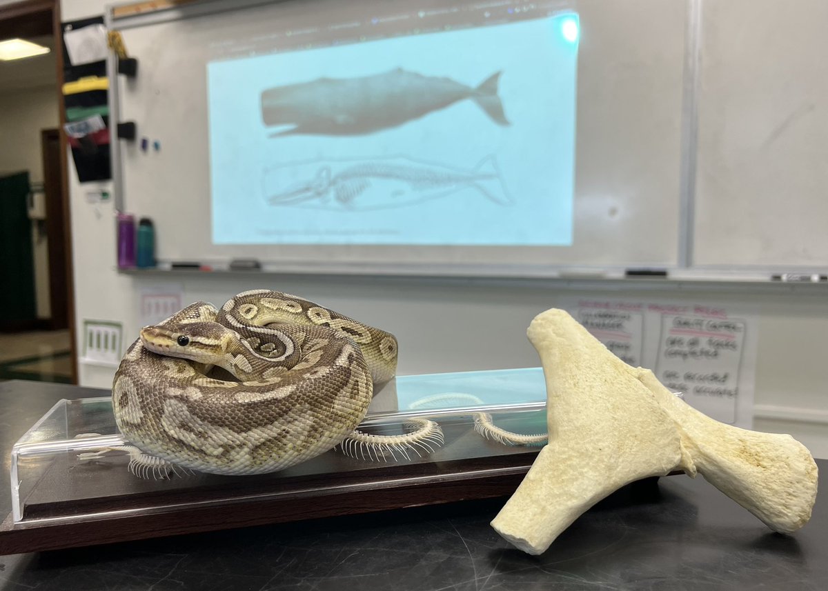 Brought our #BallPython, Lorien, in to help teach about #vestigial parts in the evolution unit. Constricting #snakes are more basal than other snakes and have “spurs” which are remnants of legs. 🐍 I also have a #RightWhale pelvis and femur cast. (#Spermwhale on board) #scicomm