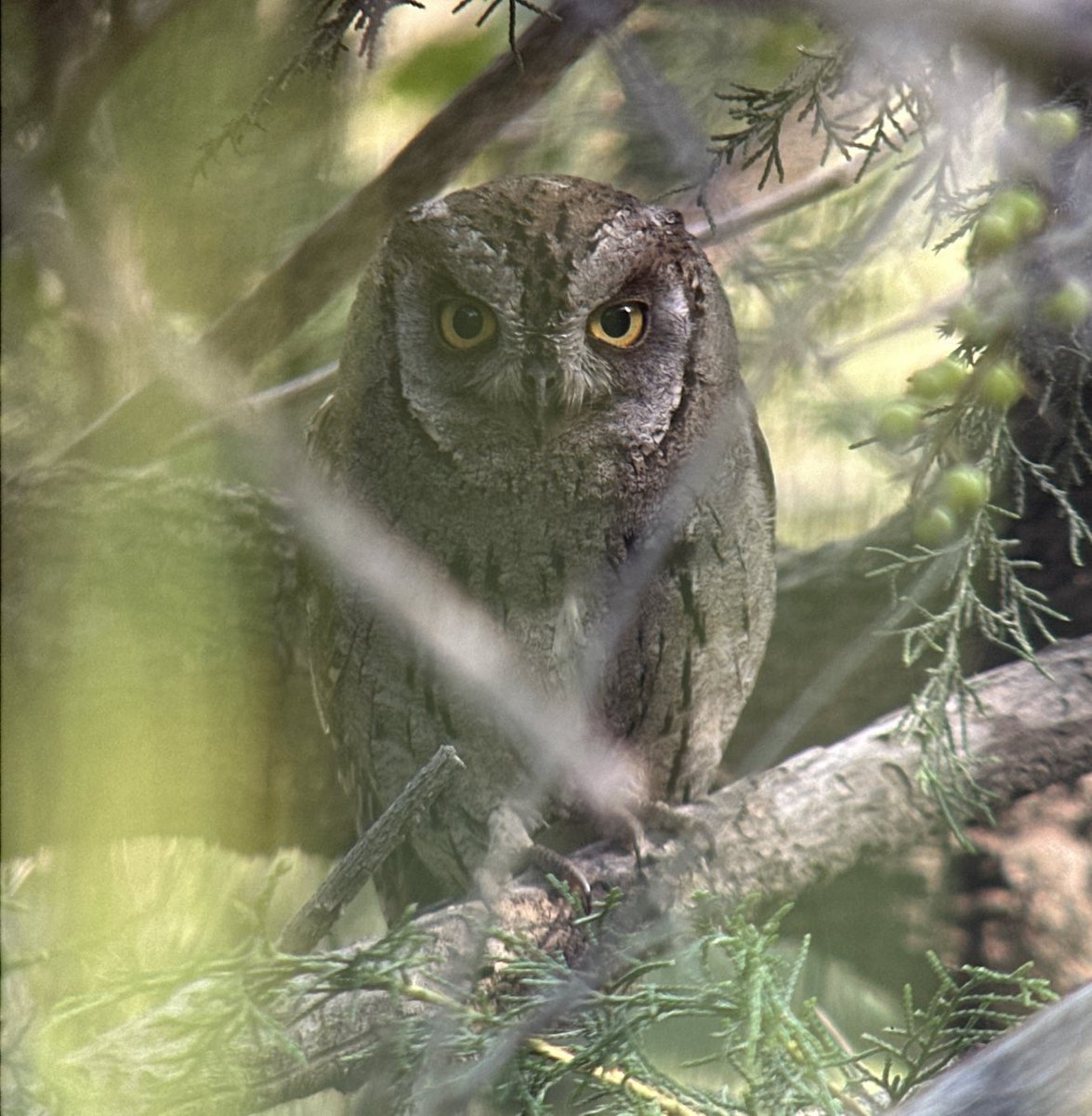 Not a bad effort at phonescoping when I tracked this daytime calling Arabian Scops Owl down in the Saudi Arabian mountains #BirdsSeenIn2024 ⁦@_OSME⁩  #Birding