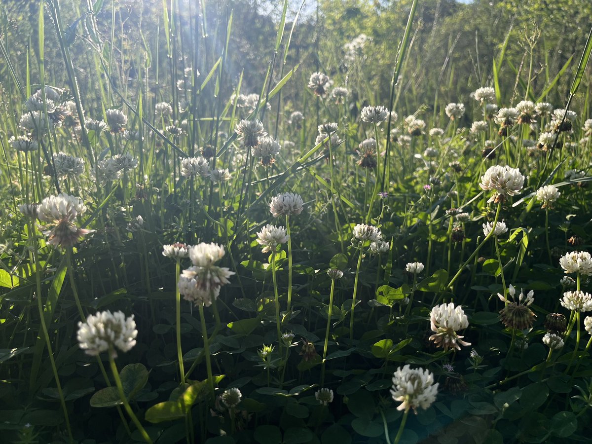 Clovers from saturday