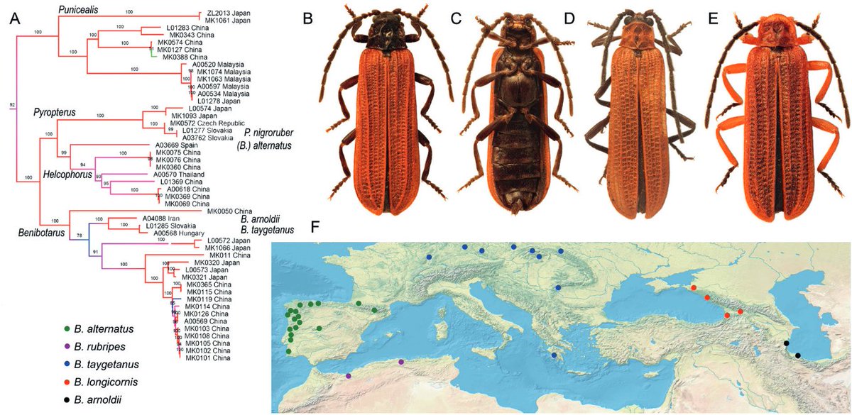 #LiteratureNotice Kazantsev et al. European #NetWingedBeetles of the Pyropterus clade, with the description of Gomezzuritus gen. nov. (#Coleoptera: #Lycidae). doi.org/10.5852/ejt.20… #Beetle #Beetles #NewGenus