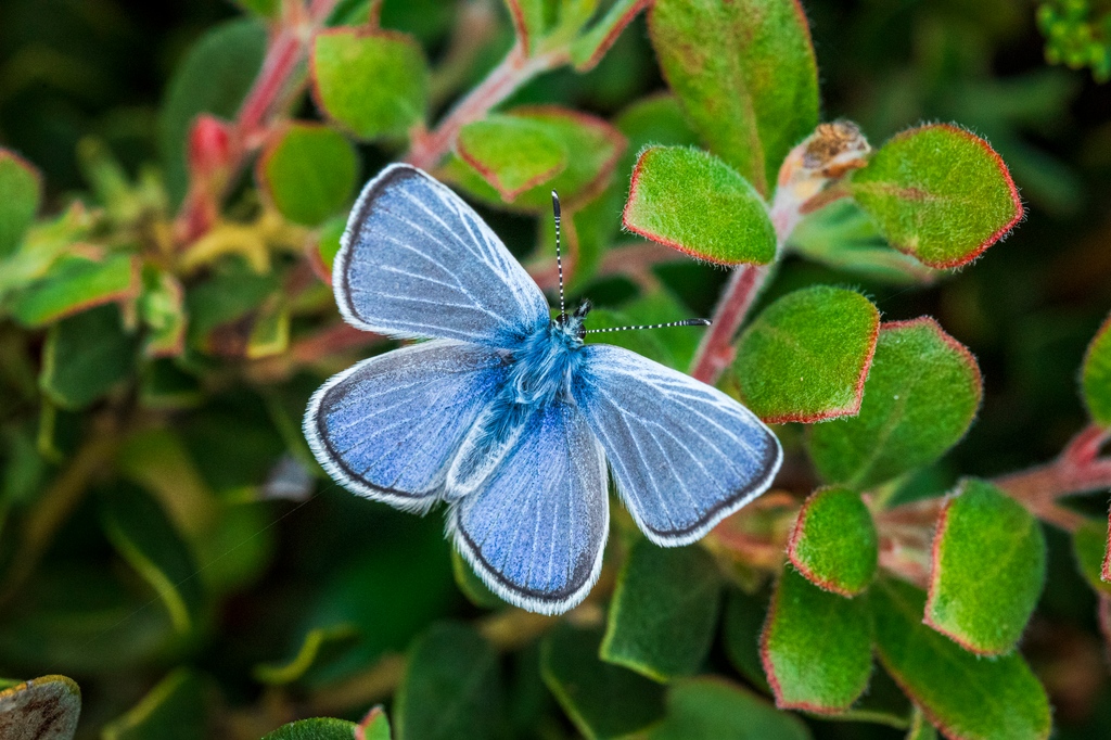 Relative of extinct butterfly helps fill ecological void 🦋 The historic reintroduction was possible thanks to a multi-organization effort to restore the Presidio’s native dunes and identify the Xerces Blue’s closest relative Learn more at tinyurl.com/muwwfjny