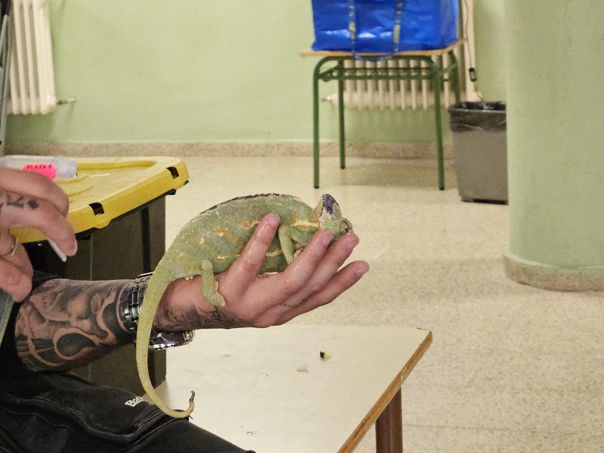 CEIPMARQUÉSDEVALERO tweet media