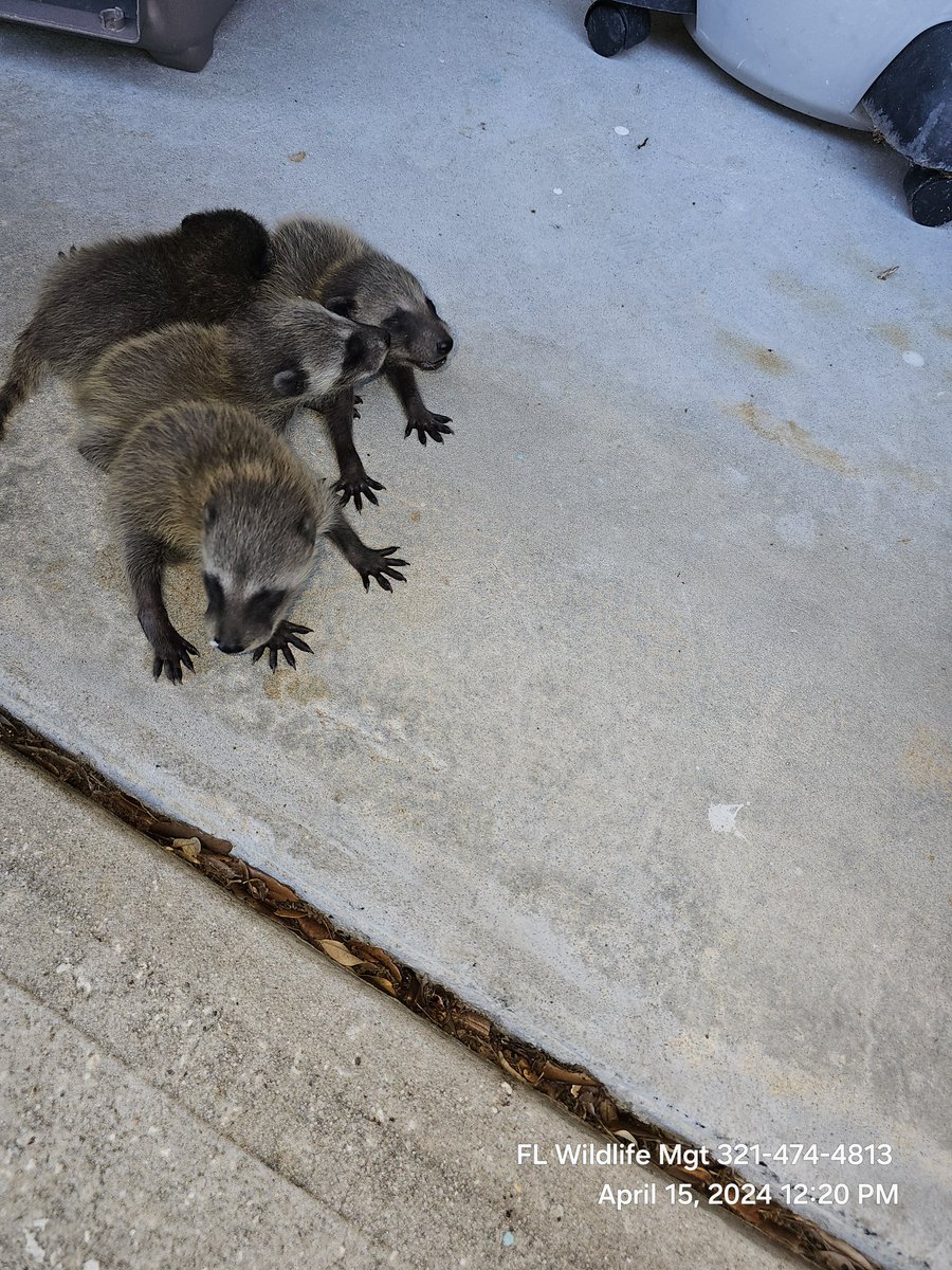 Hand removed 4 raccoon pups from an attic. The momma left them up there. She had torn open the gable vent to gain access to the attic. 
#wildlifephotography #Florida #Raccoon #palmbay
