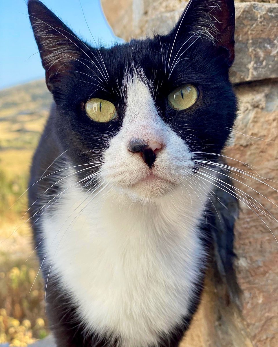 Say hello to Kaz, a friendly neutered male and one of the Aegean street cats our kind volunteer cares for on this tiny Greek island. You can help the #cats by making a small donation to fund the vital healthcare and food they need. Purr! #CatsAreFamily gofundme.com/f/cats-of-irak…