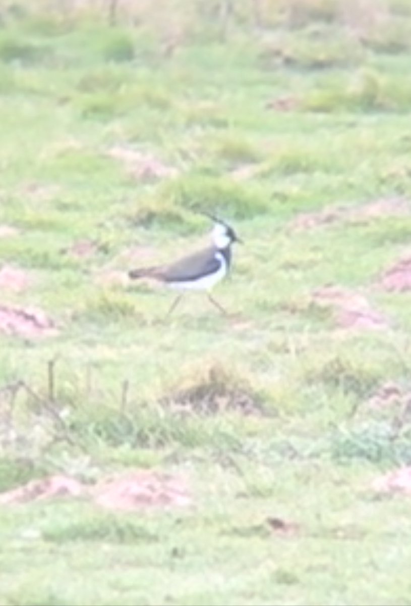 TristarTaylor's tweet photo. Very handsome Lapwing out for a morning stroll. Absolutely stunning bird made my day! Cley next the sea https://t.co/850eFqxZ1T