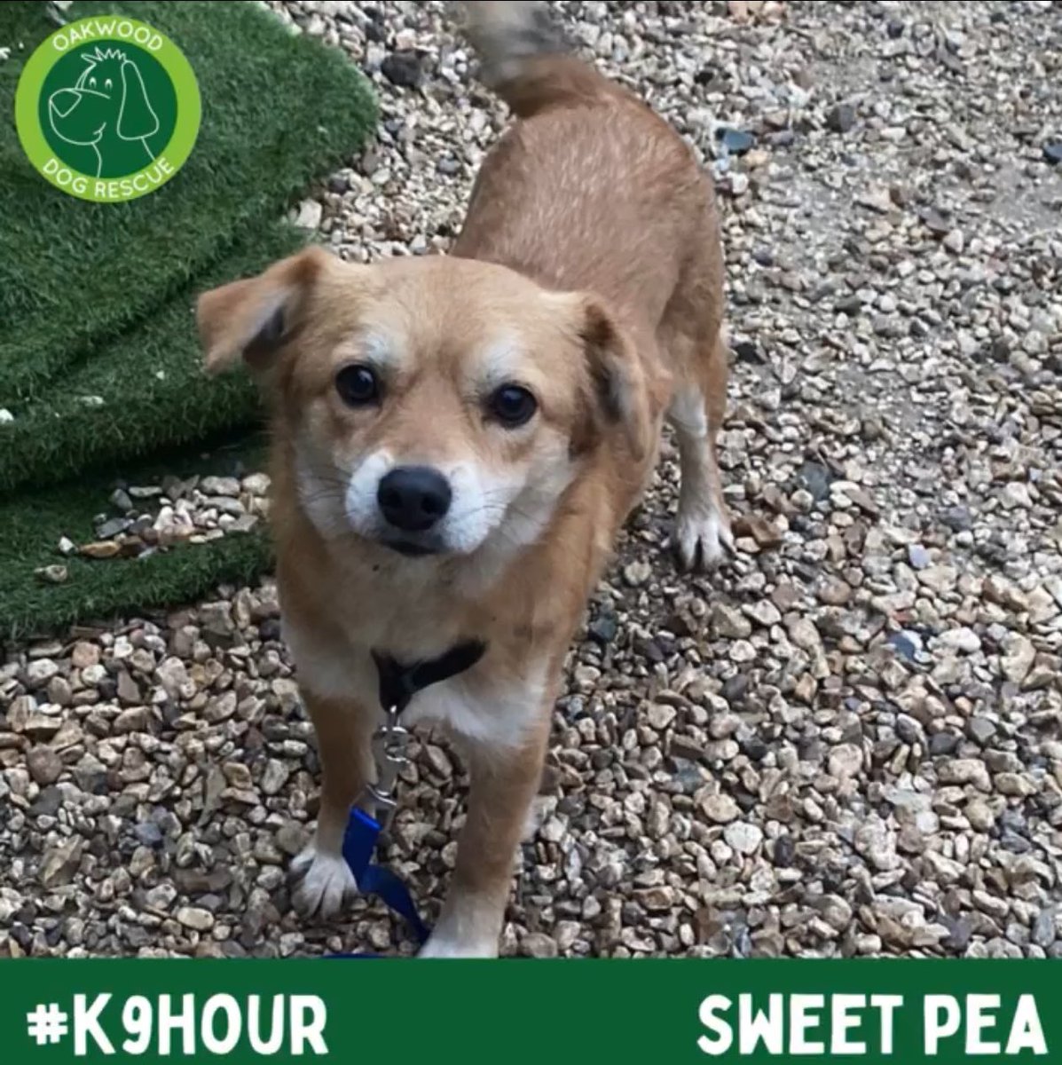 #k9hour super duper cutie patootie on the lookout for a fabulous forever home plz RT #Sweetpea #TeamZay @OakwoodRescue