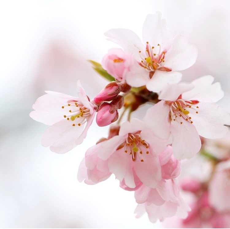 Pk5zRt's tweet photo. 桜が散る頃になると…

自分よりも先に亡くなった
人の事を思い出します…

大往生で…
志し半ばで…
自ら選んで…

未だ好きなだけ私は🍺などして…
適当に生きている私…

五十路を過ぎてみて…
人生てなんなんやろ？

と自分に問うたりします…

知らんけど🍺 https://t.co/QiMolobZFI