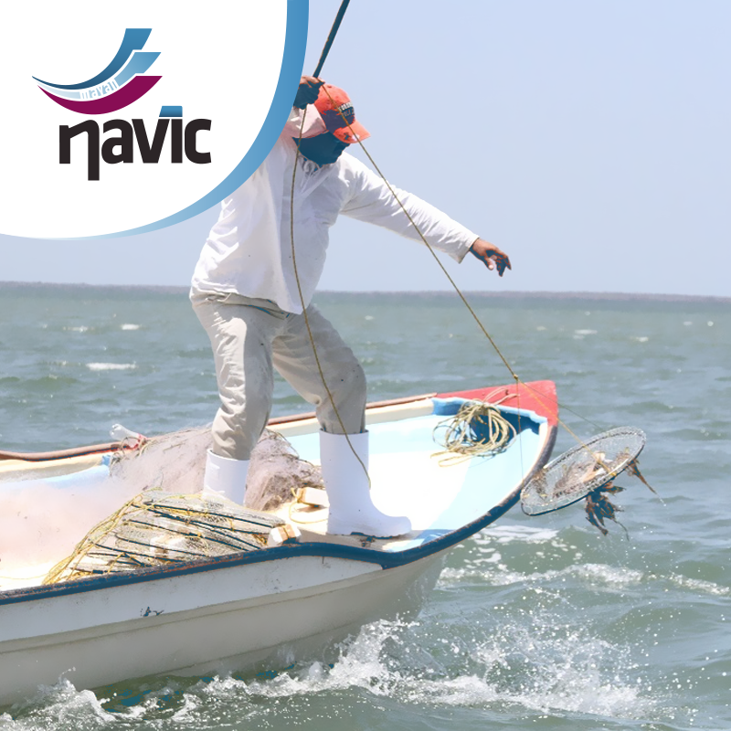 Navic_Mex's tweet photo. "Pescadores ribereños aprovechan los últimos días de pesca de jaiba; el primero de mayo inicia la veda: El dirigente de la Federación de la Rivera de #Sinaloa señaló que, actualmente el precio de la jaiba ha sido favorable." @noticieristas 👉🏻https://t.co/DJT5xahqmH

#Navic #Pesca https://t.co/uGUQObOylm