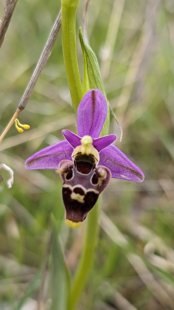 Woodcock Orchid, Ophrys scolopax, with misplaced pollinaria 😮 Krk 💜🇭🇷  15-4-24 @ukorchids