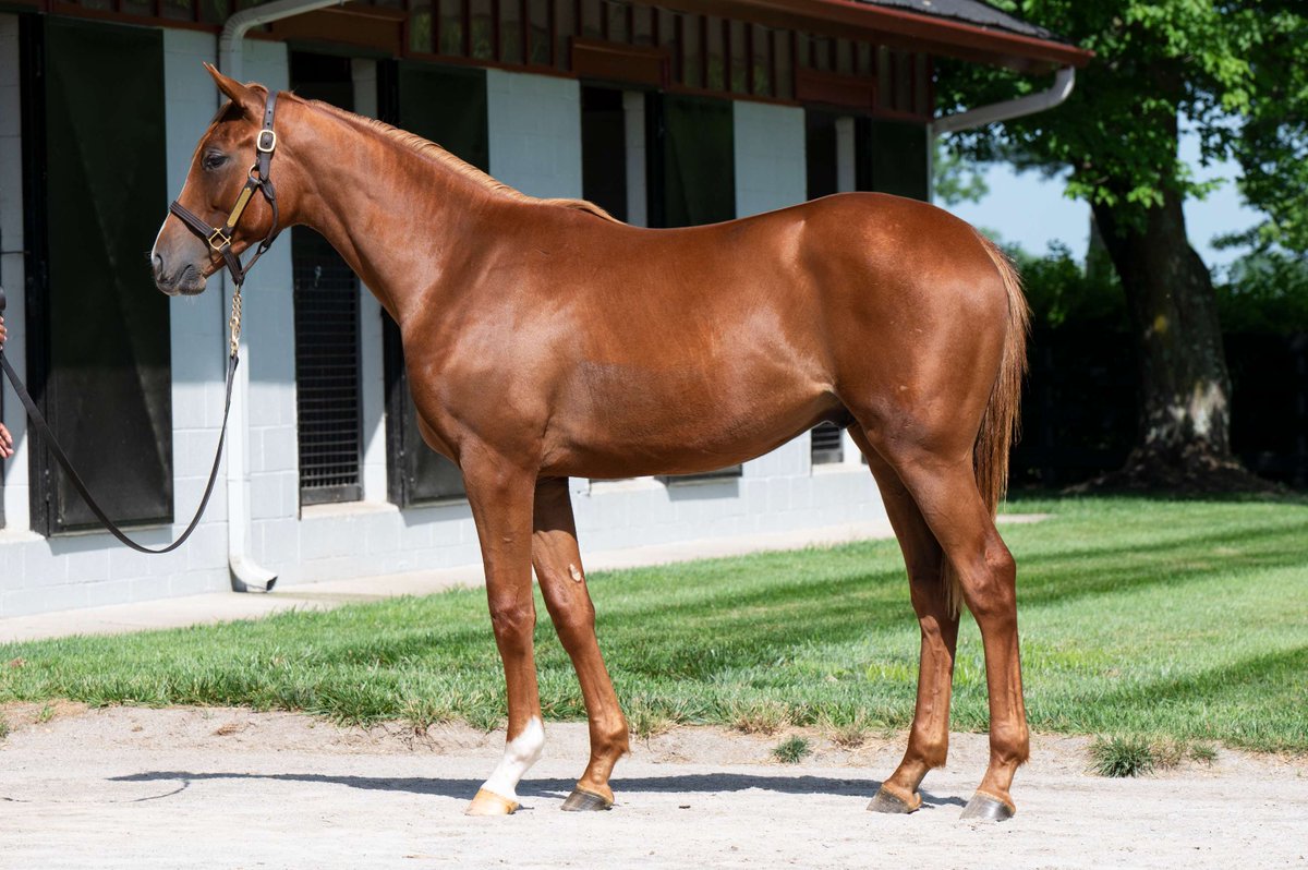 WEEKEND WINNER: #TMGRAD TIME SONG 🕰️🎶 had an impressive maiden victory at #GulfStreamPark in Race 5 on 4/13. Congratulations to all of the connections!👏 #TaylorMadeSales @TMStallions O: @RepoleStable & St. Elias Stables B: Bill & Corinne Heiligbrodt