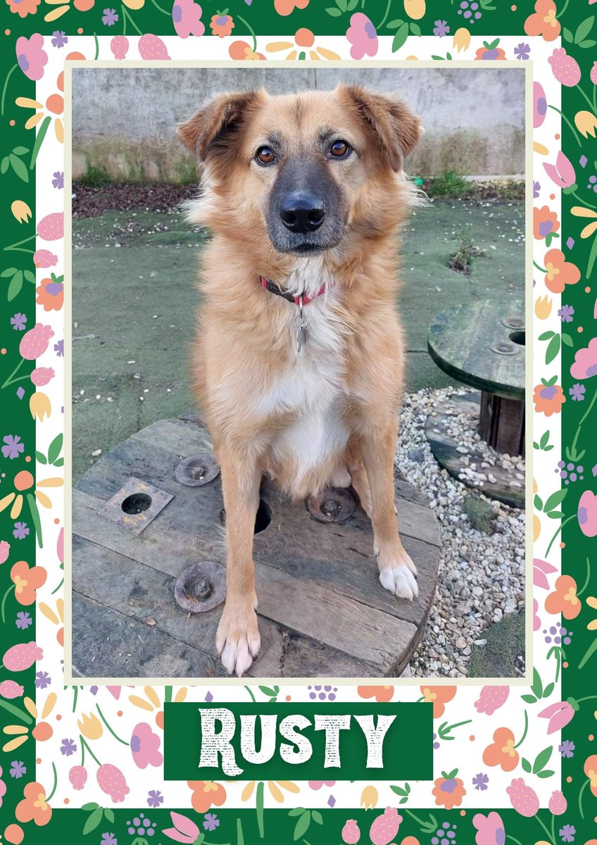 #k9hour beeyootiful boy ready and waiting on a super duper home plz RT #Rusty #TeamZay @OakwoodRescue