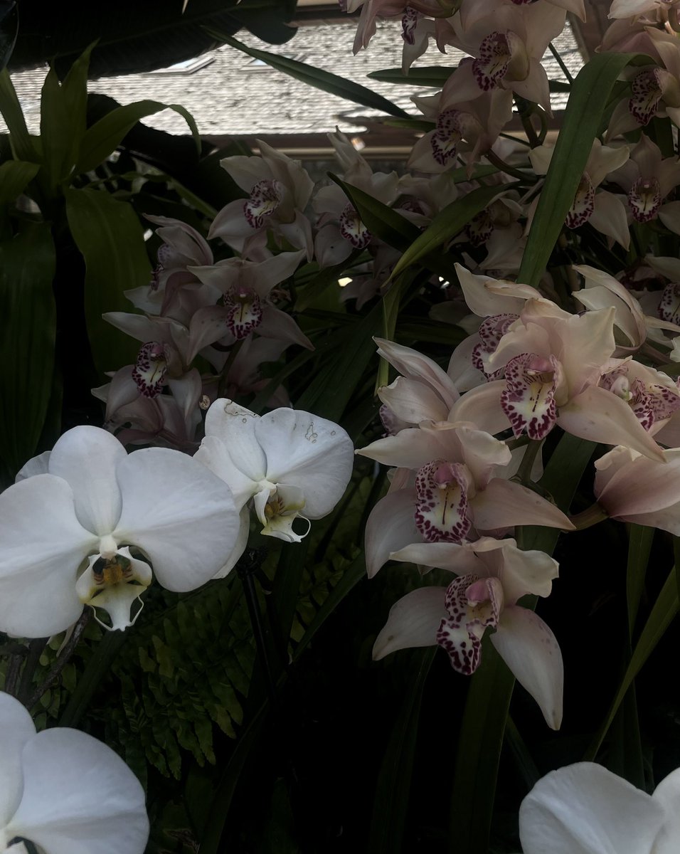 i will see all ~28,000 species of orchid before i die