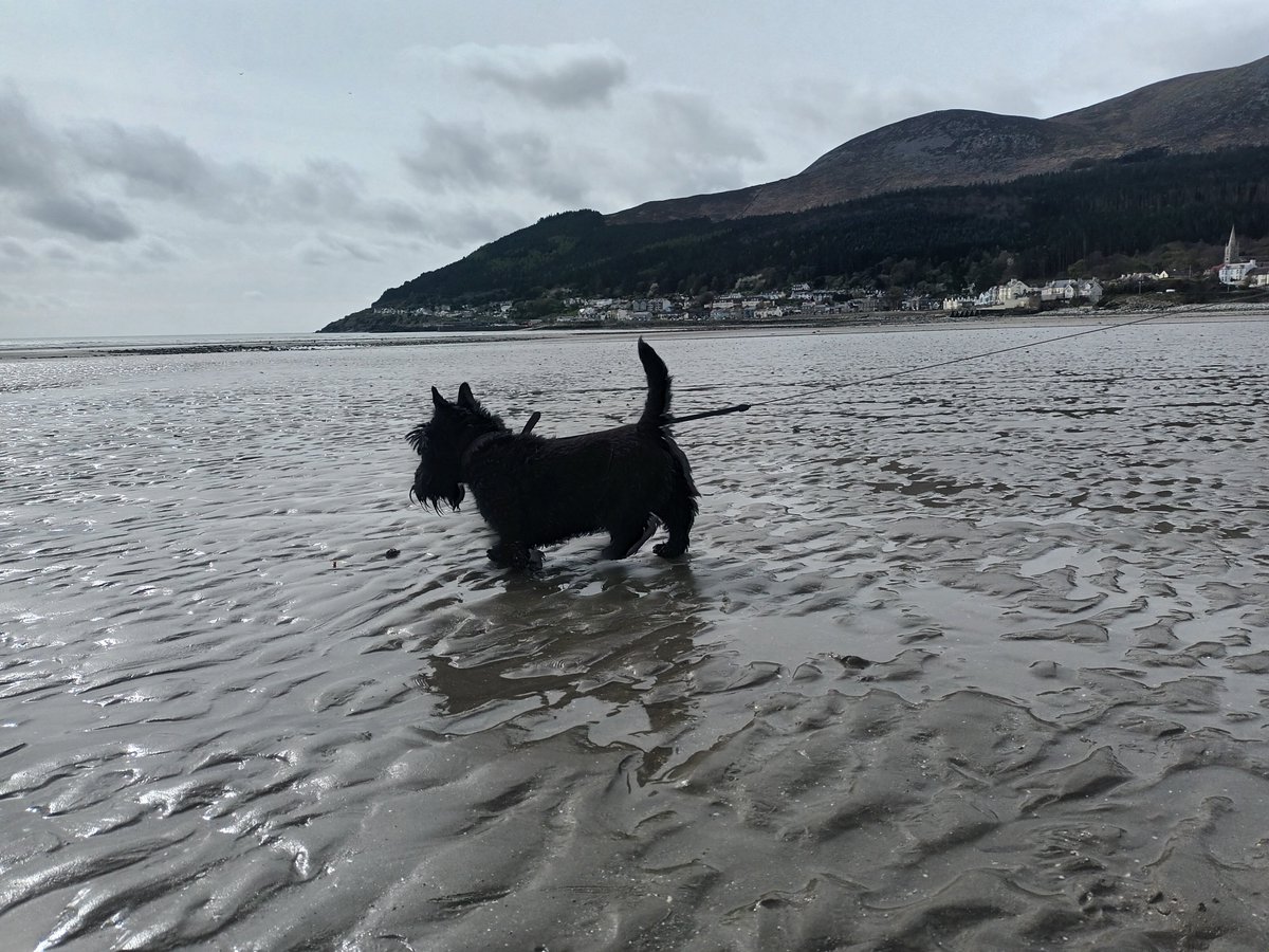 #SmallBeautiesHour Mr Biscuit at the beach