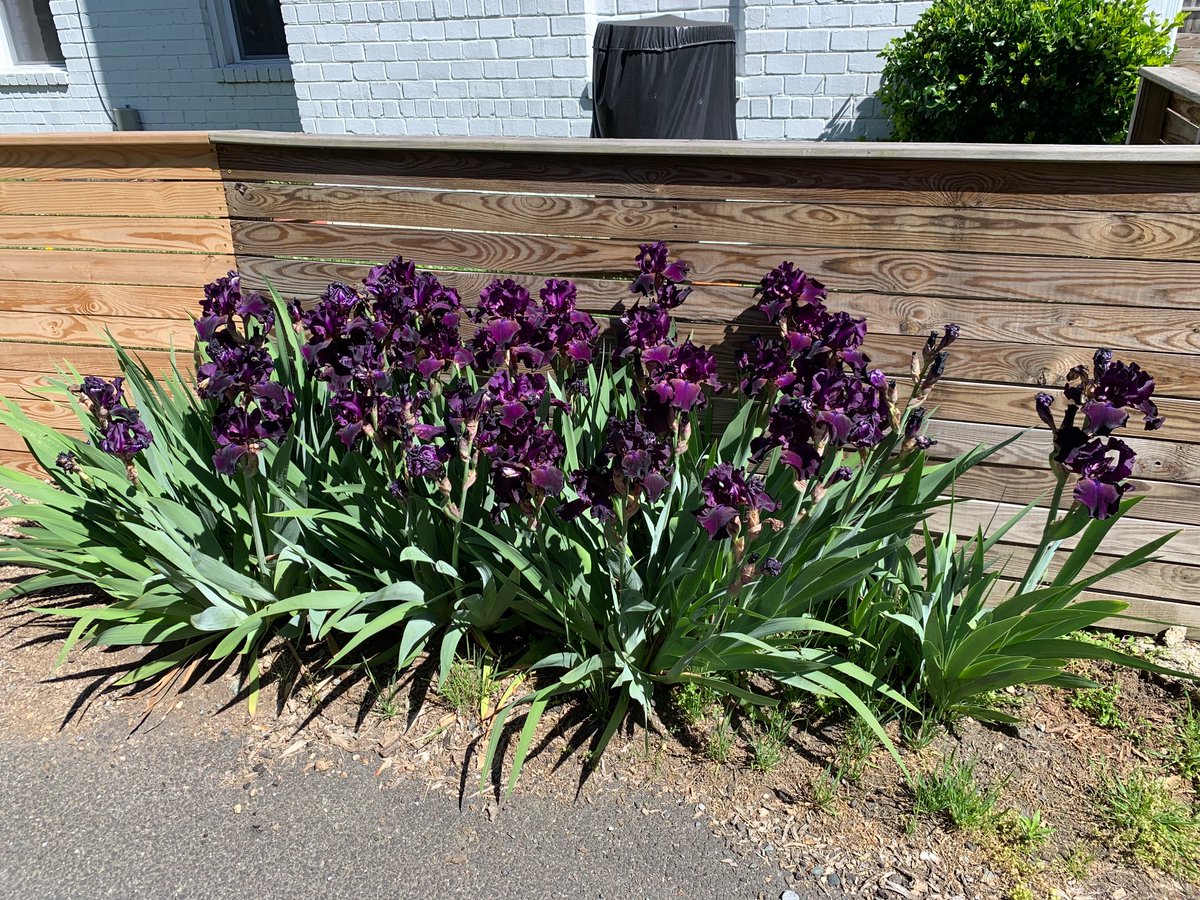 iowanindc's tweet photo. The city tore out our daffodils, tulips, and irises to widen the paved alleyway by a foot. Now we know not to spent time and money trying to beautify our adjacent public space https://t.co/GKC8jnrLCz
