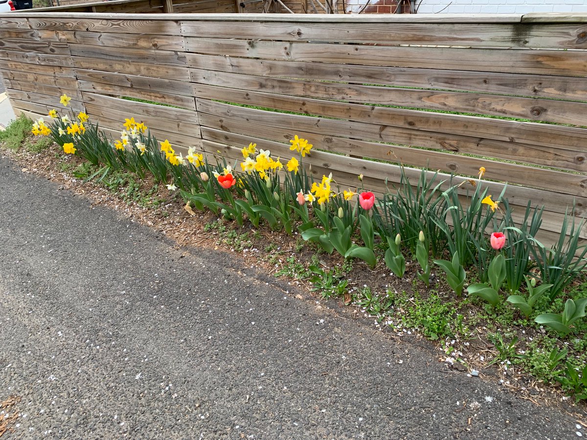 iowanindc's tweet photo. The city tore out our daffodils, tulips, and irises to widen the paved alleyway by a foot. Now we know not to spent time and money trying to beautify our adjacent public space https://t.co/GKC8jnrLCz