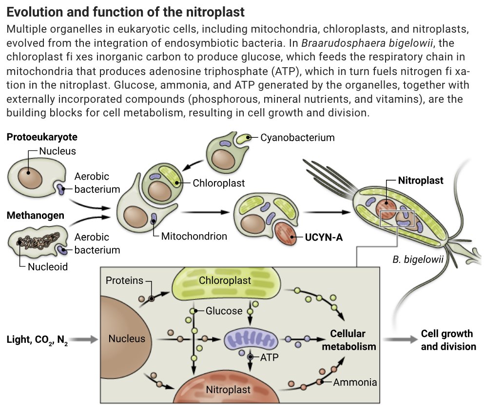 Move over mitochondria, a new organelle called the nitroplast is here. In a new Science study, researchers report that a nitrogen-fixing organelle has been identified in a marine alga. Learn more ⬇️ 📄: scim.ag/6BE #SciencePerspective: scim.ag/6BF