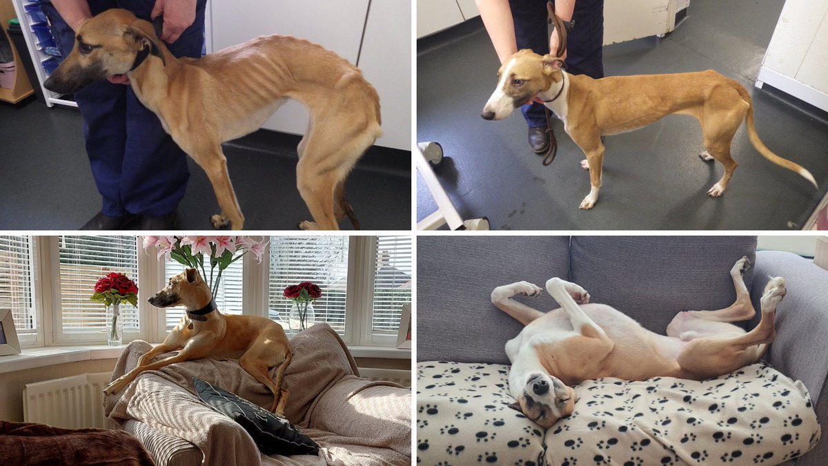 A man from Bishop Auckland has been banned from keeping animals for 5 years after his lurchers were found living amongst faeces and rubbish. Poor Molly was so malnourished that the remains of a bin liner were found in her faeces 💔 Read the full story: bit.ly/4aYrez3